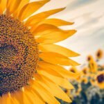 Frambuesas y Girasoles: Celebraciones de Color y Sabor en Buenos Aires