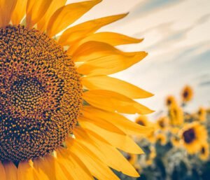 Frambuesas y Girasoles: Celebraciones de Color y Sabor en Buenos Aires