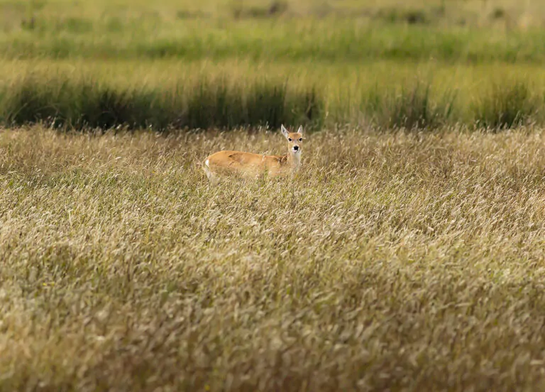Buenos Aires. Entre el Río y el Océano: Un viaje de cinco días