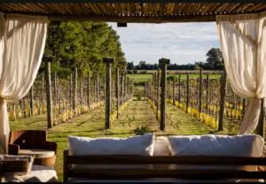 Buenos Aires impulsa el turismo del vino y el oleoturismo en octubre en 2026